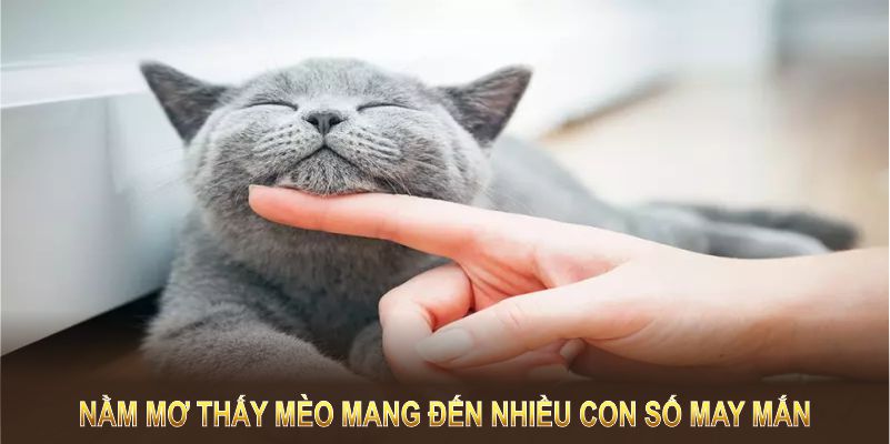 Nằm mơ thấy mèo cũng là thông điệp để bạn tìm kiếm vận may qua các con số