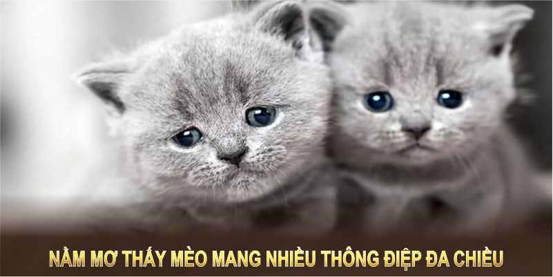 Nằm mơ thấy mèo mang nhiều thông điệp đa chiều, từ tình cảm đến sự nghiệp