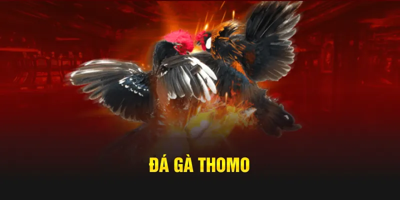 thumb đá gà thomo